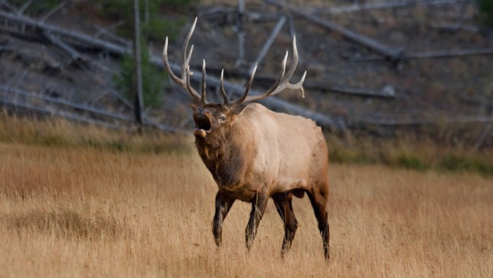 The NRA Foundation to Auction Exclusive Wyoming Tag at NRA Annual Meetings