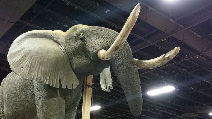 NRA-ILA is Front and Center in the Ivory Ban Debate