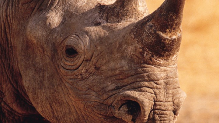 USFWS Approves Two Black Rhino Imports from Namibia