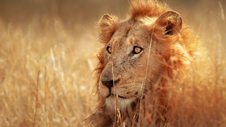 Zambia Lifts Lion and Leopard Hunting Ban