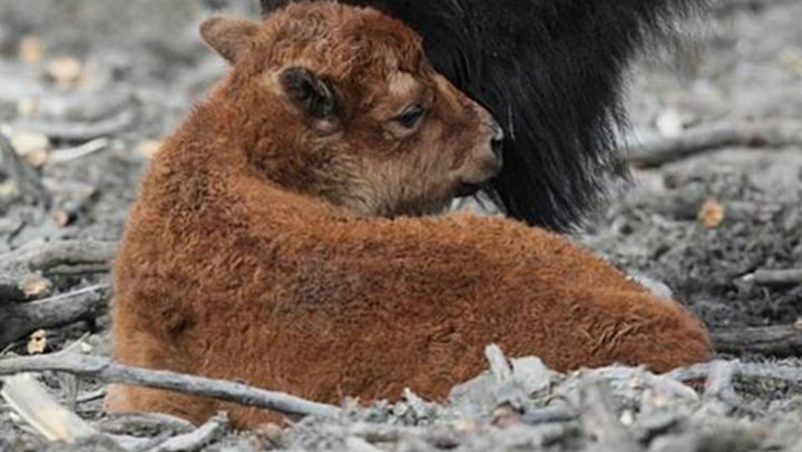 First Bison Calf In 100 Years Born in Alaska Wilderness