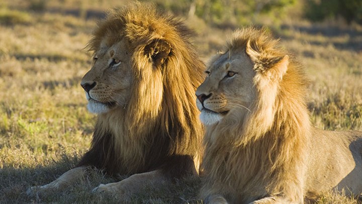 Ground-Breaking Lion Research in Tanzania Begins in August