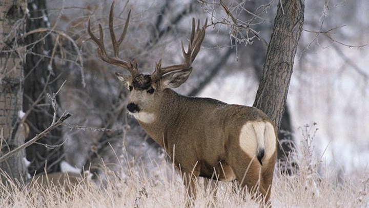 First Light: The North American Model Of Wildlife Conservation