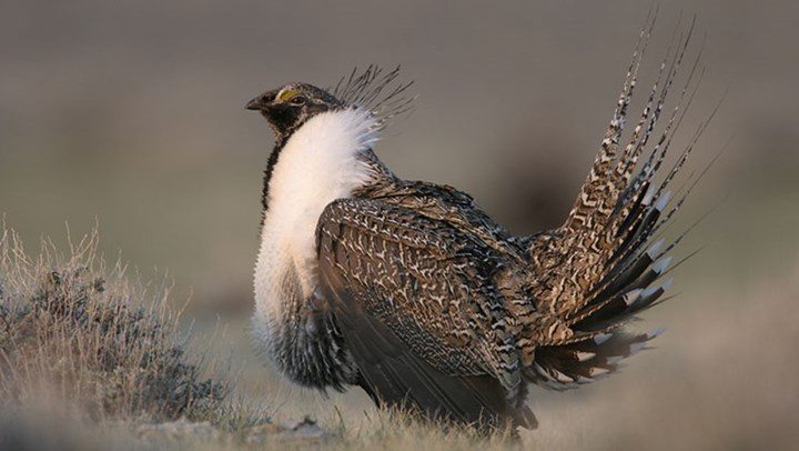 Greater Sage Grouse to Remain Off Endangered Species List
