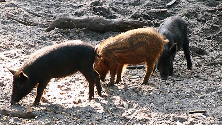 Missouri’s Plan to Control Feral Hogs Doesn’t Include Hunters
