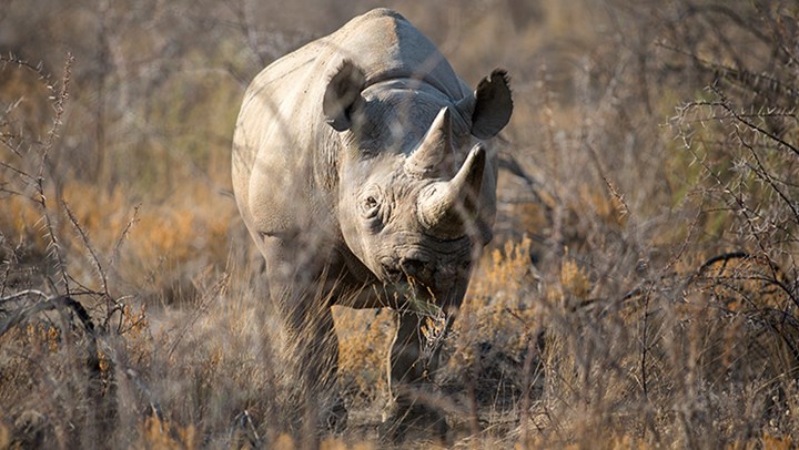 Namibia Crushes Anti-Hunters By Banning All Hunting Bans