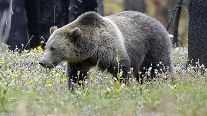 USFWS Proposes Delisting the Grizzly Bear in the Greater Yellowstone Ecosystem