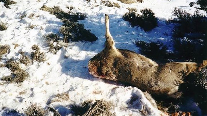 Poaching Is Not Hunting