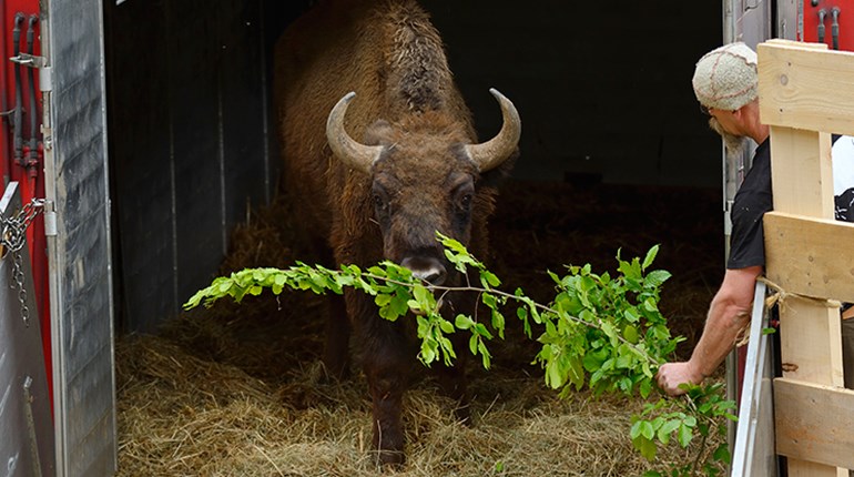 NRA Hunters' Leadership Forum | Are European Bison Set for a Conservation Comeback?