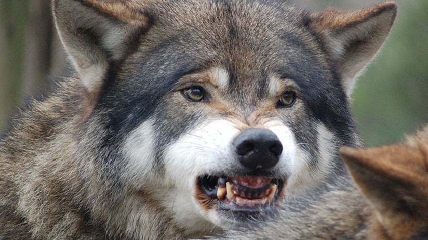 NRA Hunters' Leadership Forum | Federal Management in Question as Wolves Sport-Kill 19 Elk in One Attack?