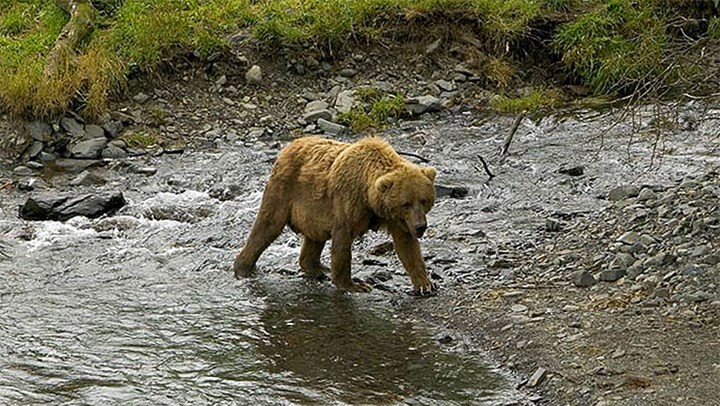 Hunters May Soon Get Grizzly Bear Tags in the Greater Yellowstone Area