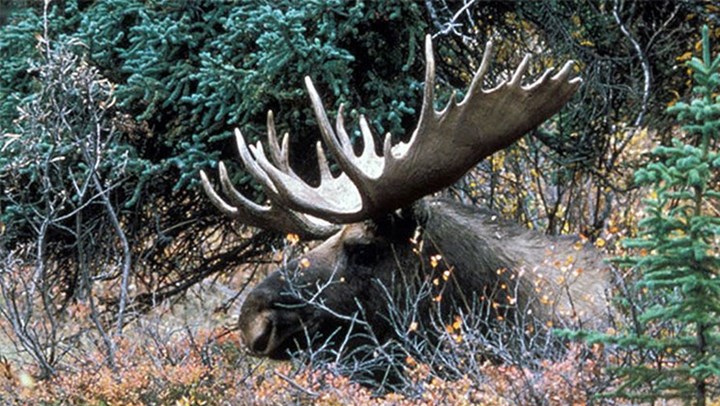 Why an Alaskan Moose Hunter’s Supreme Court Win Matters