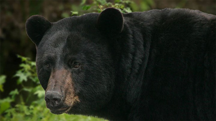Maine's High Court Sides with Bear Hunters, Rejects HSUS Lawsuit