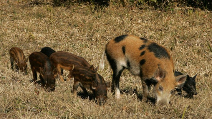 Exploding Feral Hog Population Harming Other Wildlife Species