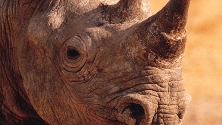 South Africa to Continue Rhino-Horn Trade Ban Despite Increase in Poaching