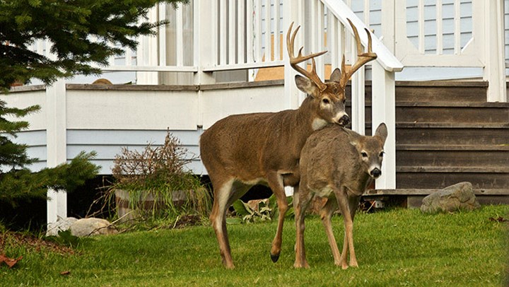 NYC Mayor Wants $2 Million for Deer Vasectomies?