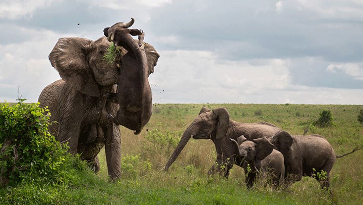 Elephant's Cape Buffalo Attack Caught on Camera