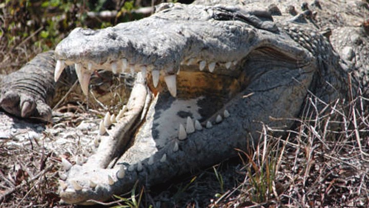 Australia Pushes Trophy Hunting for Crocs 