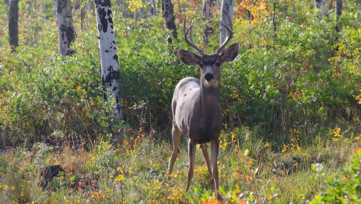 Increasing Gun Sales Benefit Wildlife