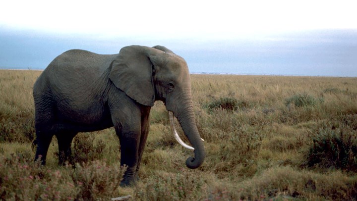 500 Elephants Being Moved in Malawi