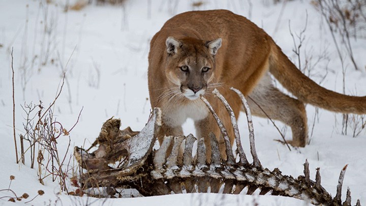 Reintroduce Cougars to Curb Deer Numbers? 