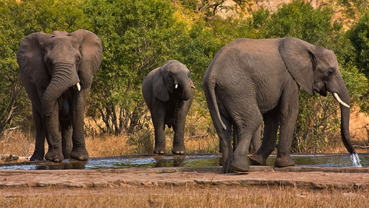 World Elephant Day Shows Trophy Hunting as Solution to Elephant Poaching