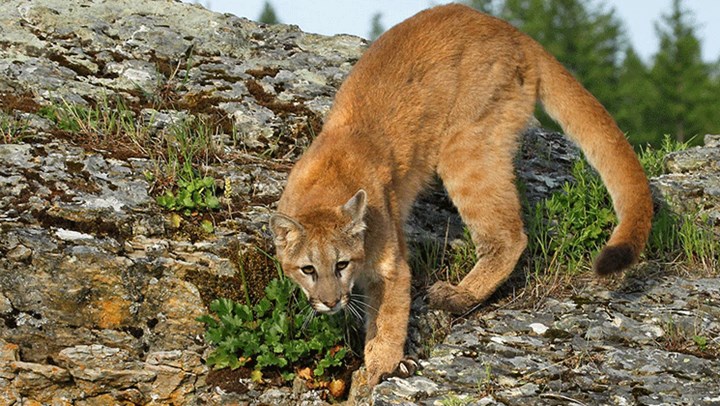 Hunter and Hounds Track and Kill Cougar After Attack 