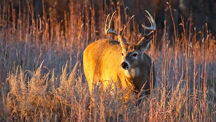 Pennsylvania Says Hunting is Key to Deer Management