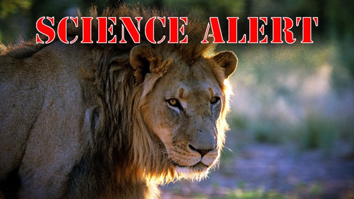 Scientists Finally Admit Cecil Wasn't Lured from Park