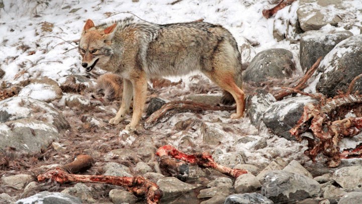 Predator Control is Game Management 