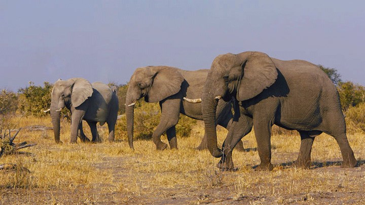 Federal Court Reverses USFWS Zimbabwe Elephant Import Ban 