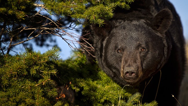 New Jersey Moves to End Bear Hunting Amid Overpopulation? 