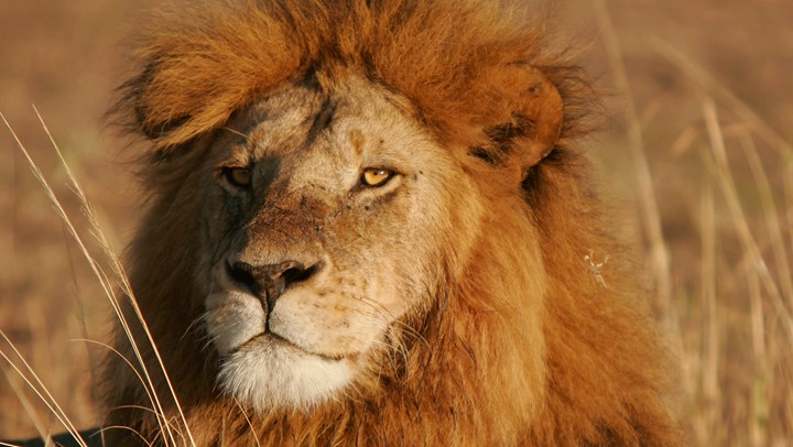 USFWS Bans Captive-Bred Lion Trophy Imports from South Africa