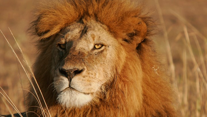 USFWS Bans Captive-Bred Lion Trophy Imports from South Africa