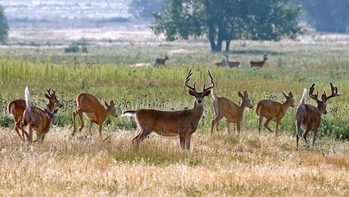 Feds Paying Sharpshooters to Cull Deer at Maryland Battlefields