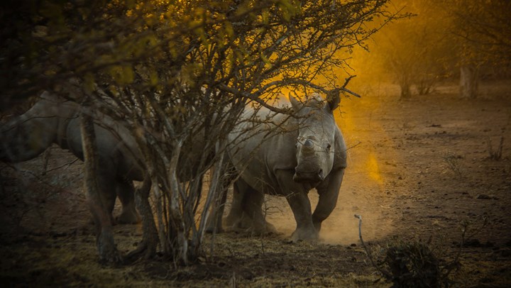 Private Armies Enlist in South Africa’s Rhino Poaching War 