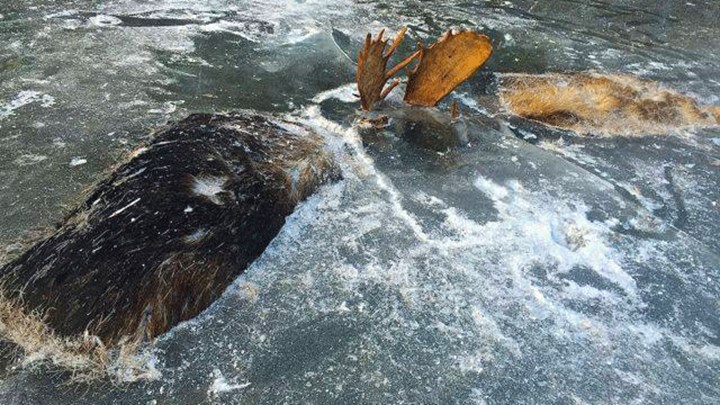 Two Moose Discovered Frozen Mid-Battle in Alaskan River