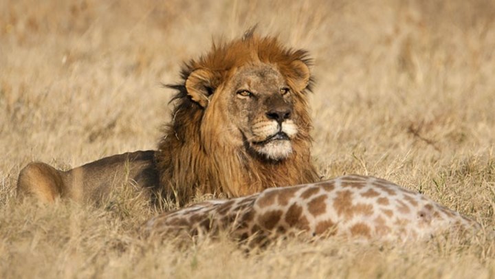 African Lions Benefit from Hunting