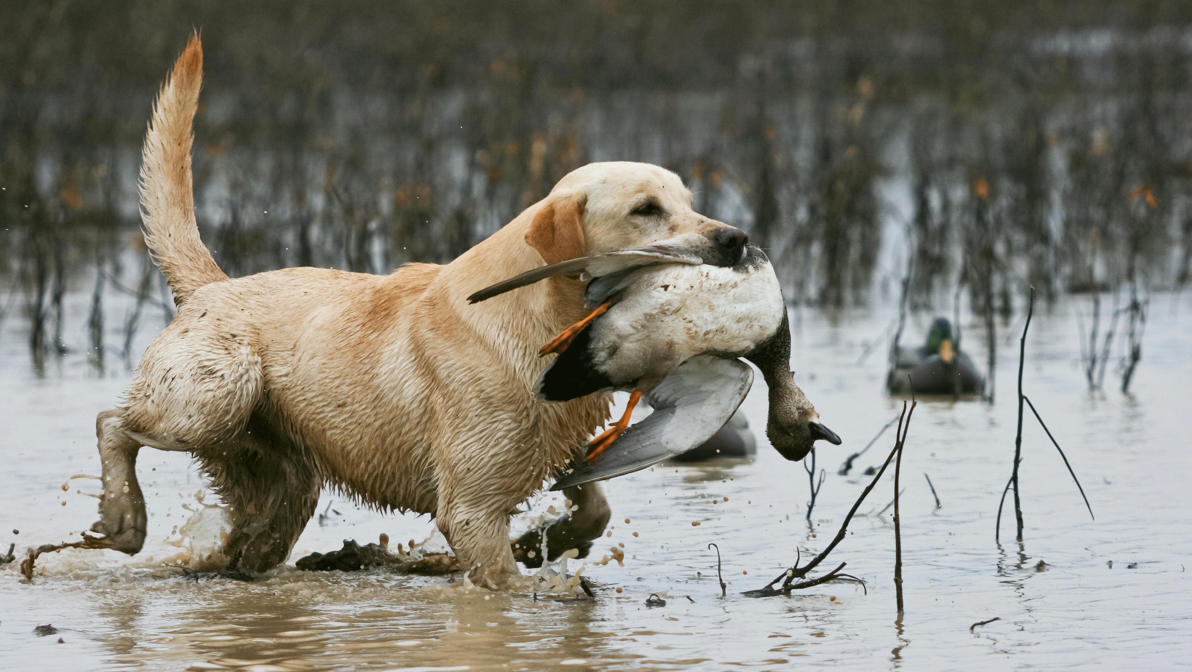 NRA Hunters' Leadership Forum | Casey, the Natural: A Dog Owner's Tale