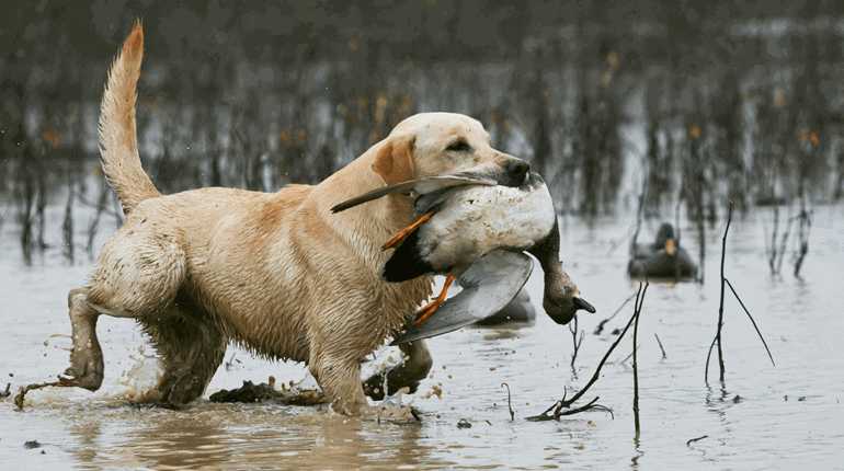 NRA Hunters' Leadership Forum | Casey, the Natural: A Dog Owner's Tale