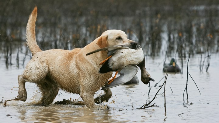 Casey, the Natural: A Dog Owner's Tale