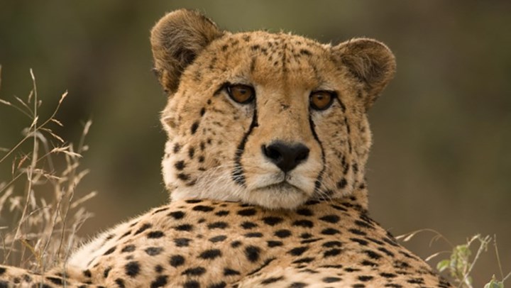 Cheetah Numbers Crashing Despite ESA Protections