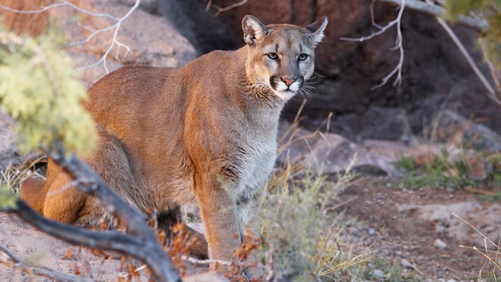 Arizona Bill to Ban Cougar and Bobcat Hunting