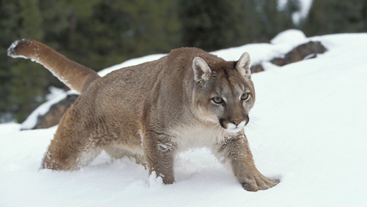 Tracked By a Cougar