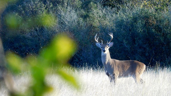 Be a “Johnny Appleseed Deerbrowse”