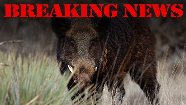 Are Texas’ Wild Hogs “Kaput” Following Approval of Pesticide?