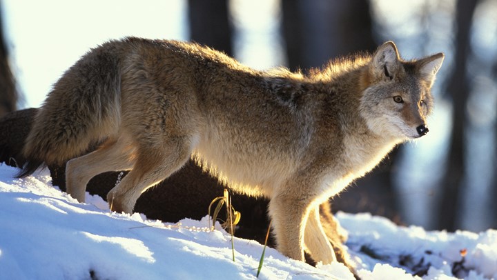 Alaska Approves Hunting Coyotes with Dogs in Delta Junction