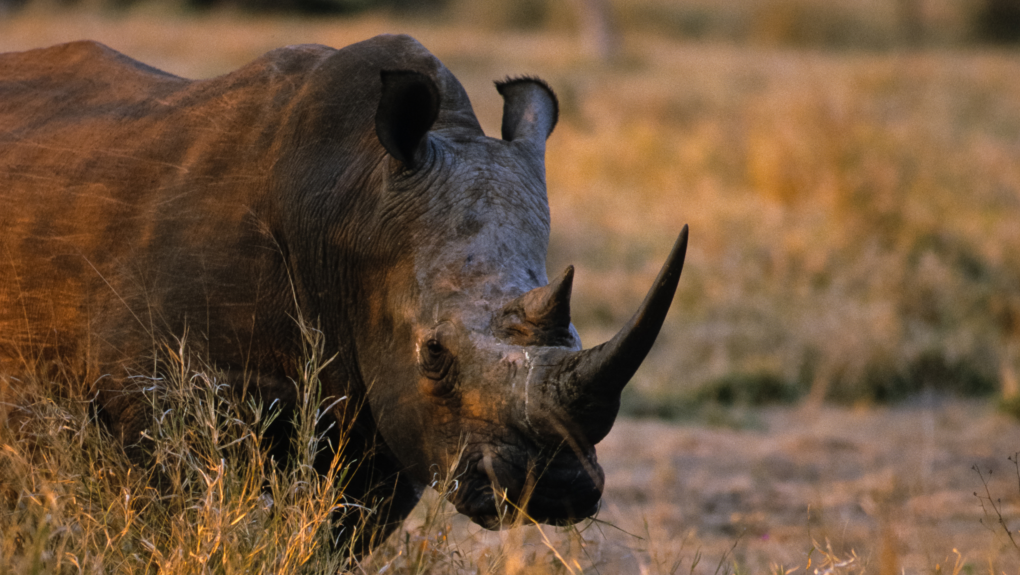 NRA Hunters' Leadership Forum | Poachers Kill Rhino in Paris Zoo