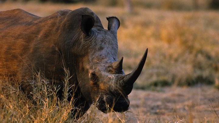 Poachers Kill Rhino in Paris Zoo