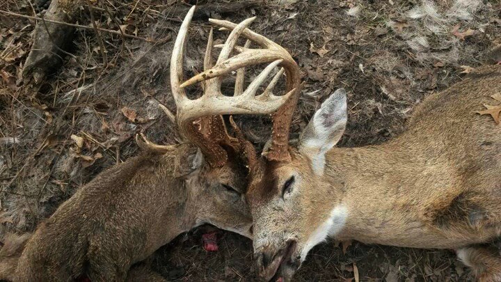 Missouri Bucks Battle to Their Death